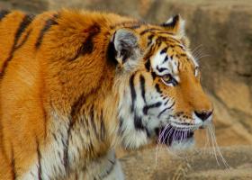 Siberian Tiger in Harbin